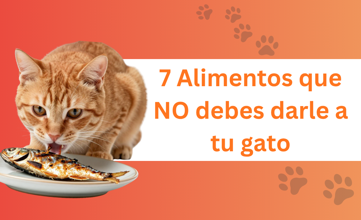 7 Alimentos que NO debes darle a tu gato