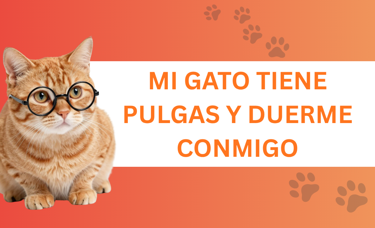 Mi gato tiene pulgas y duerme conmigo!