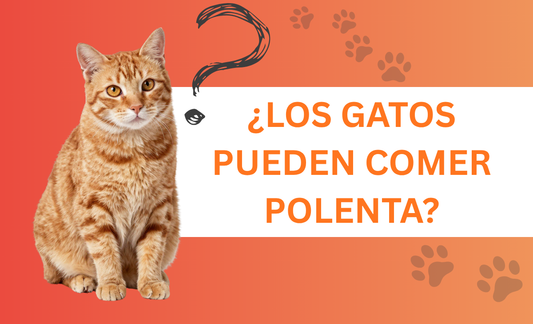¿Los gatos pueden comer polenta?