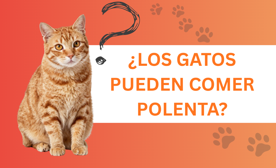 ¿Los gatos pueden comer polenta?