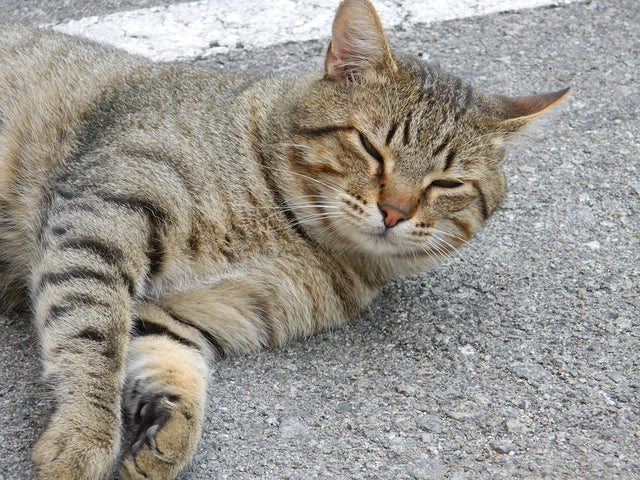 Gato común europeo