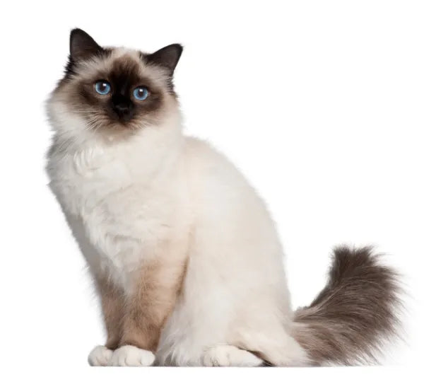 Gato birmano