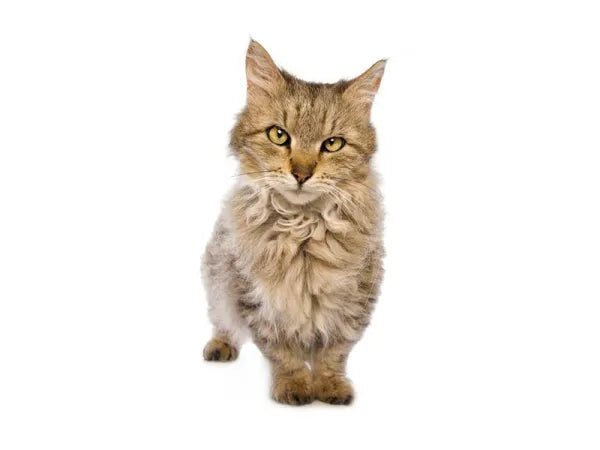 Gato skookum