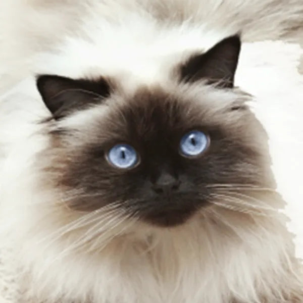 Himalayo
