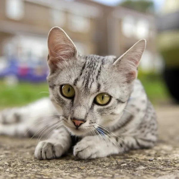 Mau egipcio